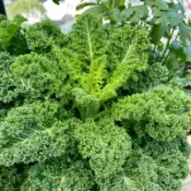 8H出貨🥬【羽衣甘藍種子】冰霜彩葉菜/可食可賞 耐寒零下10度/葉如牡丹 色彩絢麗/新手必種 高發芽率/生長快速
