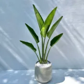 爆款熱銷 [旅人蕉] 室內綠植/空間美學/好照護/招財植物/開幕送禮 (中部專車配送)