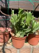玉麒麟 多肉。仙人掌 ，種植多年， 多肉植物。仙人掌。開花實際拍攝，三吋盆 可超商運 出貨