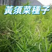 【黃須菜種子】鹽蒿種籽 皇席菜 野生鹽鹼地可種 家庭園藝盆栽庭院撒播 四季可播 易發芽 耐熱耐貧瘠 綠葉嫩苗可食用