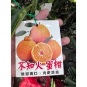 頂耀園藝 不知火蜜柑 高度約60公分
