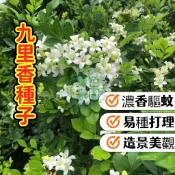 🍃九里香種子🍃 千里香 七里香 強效驅蚊香花植物 風水樹 室內盆栽 淨化空氣 香氣濃郁 新手可種 現貨