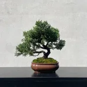 小品盆栽-紀州真柏 盆景 送禮