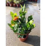 ★綠霖園藝★大熊貓仙丹 6寸盆 水果樹苗/新興果樹/果苗/嫁接/植物/盆栽