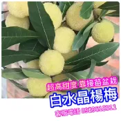 大果水晶白楊梅✅矮化盆栽✅可陽台盆栽+快速結果+新手入門首選 楊梅 楊梅苗 樹莓 樹苗 果苗 水果苗 矮化果樹 矮化盆栽