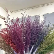 不凋卡斯比亞(吸色)