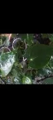 火鶴花