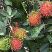 紅毛丹(實生苗)-/4吋盆/高約35公分左右/樹苗/水果樹苗/果苗/嫁接/盆栽/熱帶果苗樹/矮種果樹