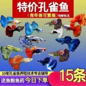 現貨 孔雀熱帶觀賞魚苗淡水冷水小型小魚好養耐活耐養鳳尾瑪麗