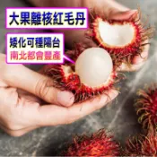 紅毛丹 實生苗🟡可超取🟡〈急速24出貨〉 紅毛丹苗 黃毛丹 樹苗 果苗 矮化果樹 矮生盆栽 矮化盆栽 水果樹苗 水果苗