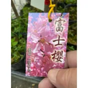 日本櫻花  富士櫻｜4吋苗植袋～🌸多年生落葉喬木⋯