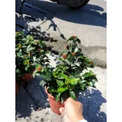 李家果苗 鑽石仙丹 6吋盆 開花植物 圍籬植物 特價130元