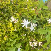 植物空間 星星茉莉5/7寸 毛茉莉 陽光植物 開花植物