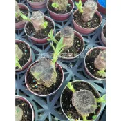☆萬花叢★喬木植物【巴西鐵樹】★3吋★高約3-8cm