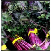 紫羽衣甘藍種子300粒$70