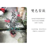 心栽花坊-紅葉紫薇/冬天無葉/九芎/5吋/綠化植物/綠籬植物/開花植物/特價180