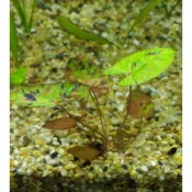 悠美水族**四色睡蓮 中後景 魚缸造景