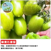 綠寶石番茄種子 綠色小番茄 翡翠番茄 玉女番茄 陽台盆栽水果 生吃沙拉料理 家庭種植 療癒農場 香甜多汁 新手友善