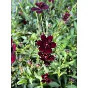 初花農場2店｜波斯菊｜矢車菊｜巧克力波斯菊｜3寸黑軟袋｜室外植物｜適合花圃點綴，美化｜