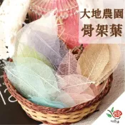 (店+)日本 大地農園 骨架葉 透明葉脈 極度花燥 花材 葉材 永生花 乾燥花 不凋花 葉脈 葉片 萬聖節 聖誕節 耶誕