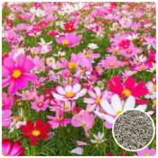 (店+)【天橙種子】花海大波斯菊種子 混合色 100公克/500公克裝 景觀種子 綠肥種子 全年可播種 