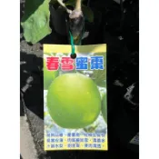 頂耀園藝 爆漿 春雪蜜棗 高度約30公分