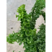 植plant & flower ~ 卷葉腎蕨  彈簧腎蕨  QQ蕨  蕨類  室內植物