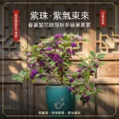台灣現貨【稀有觀果】紫珠種子｜四季觀賞 耐熱耐寒｜陽台盆栽庭院種植｜新手好養活觀賞灌木種子