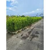 🌳財記園藝事業花卉設計🌳👉羅漢松（每盆2株）❌～購買請私訊聊聊
