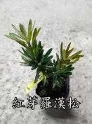 紅芽羅漢松【新中港花卉】植物