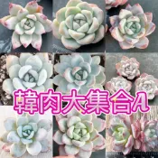 ↠有植感↞ ▮韓肉大集合A▮ 韓國多肉白月影拉威雪蓮 白天鵝 冷香 白蓮 奶油橙  冰玉 北極熊  白夢露 多肉植物