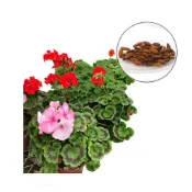 (店+)【蔬菜之家】大包裝H55.天竺葵種子0.25克約50顆畫盒混合色.株高約40公分
