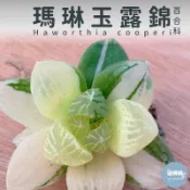 🌵✧植得栽✦【瑪琳玉露錦】百合科/玉露/阿福花科/十二卷/多肉植物/玉露錦/百合/植栽/多肉/園藝/陽台植物/錦班