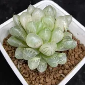 (店+)dongyang 多肉植物-琥珀玉露(百合科)
