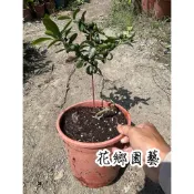 《花鄉園藝》金豆柑、造形、6寸