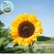 🎪 玩具熊向日葵種子/盆栽矮生品種 爆笑療癒觀賞 可食用鮮花 陽台窗台好種 台灣現貨附教學 萌寵泰迪熊葵花籽