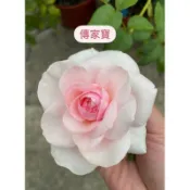 傳家寶 玫瑰花  月季 植株苗 植株盆