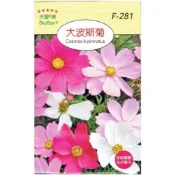 【天橙種子 】大波斯菊種子 F-281 混合色  全年可播種 花卉類種子 天星牌 穗耕種苗 家庭園藝 彩色原包裝