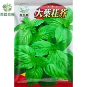 原裝大葉荊芥種子 貓薄荷種子 荊芥種子 貓草種子 貓的玩具 香草植物 藥草茶 可食用葉 吸引貓咪 室內盆栽 易種植