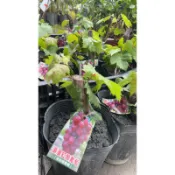 ★綠霖園藝★日本浪漫紅顏葡萄 5寸盆 觀賞植物/水果樹苗/新興果樹/果苗/嫁接/植物/盆栽