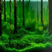 思樂小舖 水族背景高清貼紙魚缸3d植物造景裝飾圖片防水自粘水底森林
