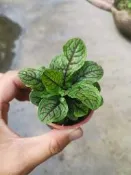╭＊田尾玫瑰園＊╯可食用(紅脈酸模)3吋盆40元(一箱可裝50株)大量可專車送