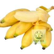 （快速出貨）香蕉種子 超多款稀有香蕉種子 四季種植蘋果蕉矮生香蕉樹粉蕉小米蕉皇帝蕉庭院盆栽特色水果種子新手好種