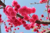 【Lion Travel 雄獅旅遊】初春賞櫻花．花蓮旅遊｜最高折$300｜玉山神學院櫻花季.新城老街散策.山嵐峽谷環抱.五星級太魯閣晶英酒店2日｜好享住奢華｜台中出發 出發地點：彰化、台中