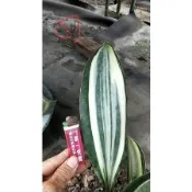 🌳阿爸的虎蘭花園🌳寶扇錦/白斑寶扇錦/黃斑寶扇錦