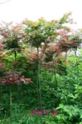 綠林茶園- 紅楓樹 初猩猩(S)