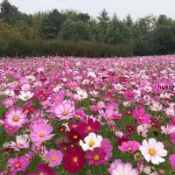 🔥🔥熱銷 波斯菊花種子 格桑花種子（200粒 當天現發）陽臺庭院 室外四季易種活易開花野花組合籽 花卉種子 花種子
