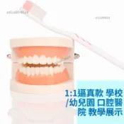 ✨臺灣出貨+統編✨兒童早教刷牙模型兩倍大幼兒小孩口腔教學牙齒模型幼兒園教刷牙
