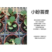 心栽花坊-小盼菩提/金背異葉圓葉榕/3吋/綠化植物/綠籬植物/開花植物/售價200特價150