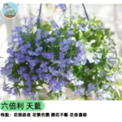 【陽台變花海】六倍利種子 翠蝶花 天藍懸垂吊盆植物 天藍色爆花品種 陽台盆栽花壇綠化 四季可播 蝴蝶飛舞般的精緻小花